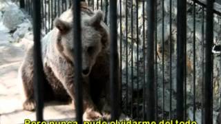 El Oso  Clásico de Moris por Antonio Birabent [upl. by Myrtice]