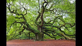 September 17th 2024 Wedgefield Plantation Association Monthly HOA Meeting [upl. by Wende304]