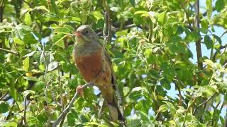 Emberiza hortulana Escribano hortelano Ortolan bunting [upl. by Nueormahc550]