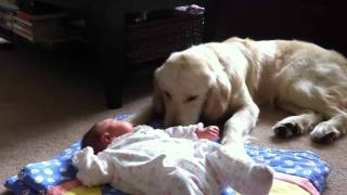 Golden Retriever Babysitting Newborn [upl. by Roby]