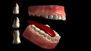 Tooth Furcation Bifurcation Trifurkation [upl. by Clemence]