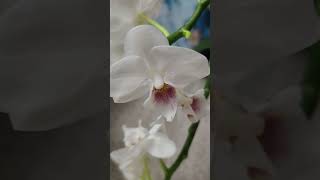 Flower power orchid plantcare orchidbeauty [upl. by Sidalg]