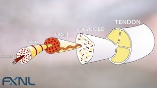 Tendinitis Tendinosis Tendinopathy Exercise is the best medicine for tendon pain [upl. by Delorenzo]