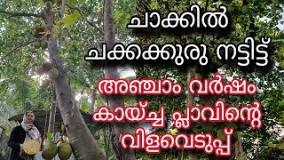 ചാക്കിൽ കുരു നട്ടിട്ട് അഞ്ചാം വർഷം കായ്ച്ച പ്ലാവിന്റെ വിളവെടുപ്പ്  Jackfruit Farming Malayalam [upl. by Serdna]