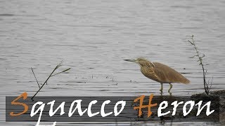 Squacco Heron Ardeola ralloides Bird Call At Lake Panic Kruger Park  Stories Of The Kruger [upl. by Naujed340]