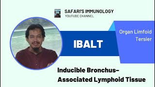 iBALT Inducible BronchusAssociated Lymphoid Tissue Organ limfoid Tersier [upl. by Angeli]