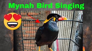 Mynah Bird Singing Various Sound of Hill Myna 4K Talking Hill Mynah birds chirping shorts [upl. by Arondel]