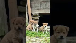 Dog puppies barkingtrendingviralshorts [upl. by Anillehs162]