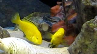 African cichlids mating ritual [upl. by Auberbach]