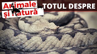 Totul despre VIPERA CU CORN  colaborare Primii10aniDinTerariu [upl. by Oilut905]