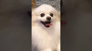 Pomeranian Dog barking Sounds That Will Make You Laugh [upl. by Sollars]