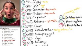 Nerves 8 Somatic Motor Cranial Nerves [upl. by Janelle44]