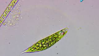 Euglena structure [upl. by Schug972]