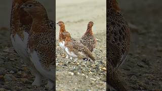 Wildlife birdsWillow ptarmigan Lagopus lagopus birds ptarmigan [upl. by Ellenhoj423]