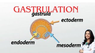 Gastrulation germ layer subOBG explanation by chandni maam [upl. by Harned]