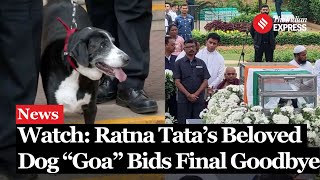 Ratan Tatas Loyal Dog Goa Spotted at His Final Farewell I Ratan Tata Dog  Ratan Tata Death [upl. by Primalia]