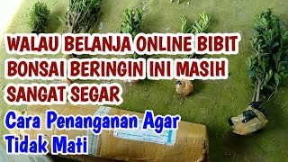 PENANGANAN BIBIT BONSAI BERINGIN KIMENG BOXSUS ELEGAN KOMPAKTA ONLINE [upl. by Grote]