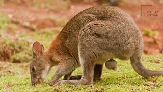 Pademelon  A cousin of the kangaroo and the wallaby [upl. by Fife183]