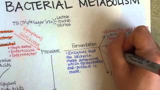 Bacterial Metabolism Part 1 Cellular Respiration of Bacteria [upl. by Gerson]