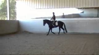 Velluto Trakehner Stallion 5 Weeks Under Saddle [upl. by Pavior]