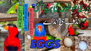 Lorikeet Breed  Rosella Parrots Eggs  Parrots Breeder Pairs  M Birds [upl. by Nanda583]