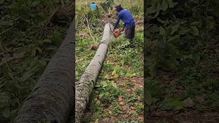 Potong batang pohon kelapa di tengah sawah yang mengering chainsaw coconuttree [upl. by Kenaz]