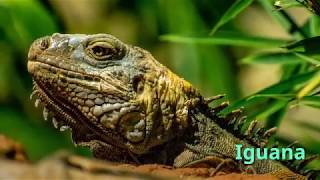 Datos Sorprendentes sobre las Iguanas [upl. by Gerald942]