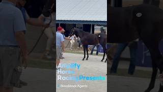 What are Bloodstock Agents [upl. by Neural853]