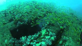 Diving the British Sergeant wreck Passikudah Sri Lanka [upl. by Lon849]