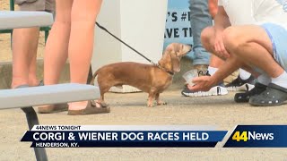 Corgi amp Wiener Dog races held at Ellis Park [upl. by Aicilas]