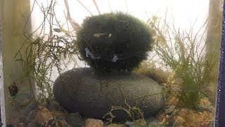 Marimo Moss Ball [upl. by Nea88]