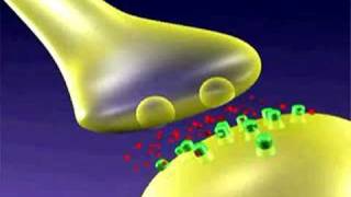 LTP Mechanisms [upl. by Ehcropal]