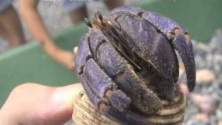 ムラサキオカヤドカリ（Purple land hermit crab）学名：Coenobita purpureus [upl. by Kelcey]