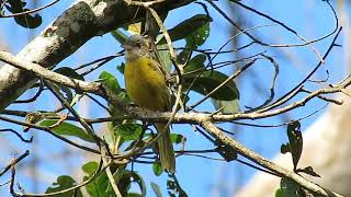 Pipiradataoca Eucometis penicillata vocalizando [upl. by Pomfret865]