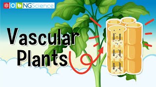 Vascular Plants [upl. by Rednas]