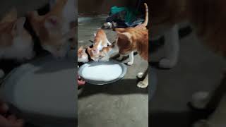 Mother Cat and Kittens Enjoy Milk Together  Adorable Family Momentcat catplaying catlover [upl. by Nikolos]