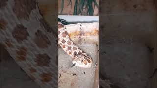 HOGNOSE SNAKE FYPYOUTUBE [upl. by Amalia298]