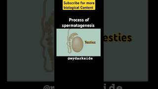 Full Process of Spermatogenesis spermatogenesis neetbiologyshort shortbiology [upl. by Akinajnat]