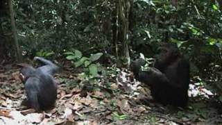 Chimp fishing for termites [upl. by Aridan541]