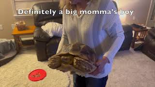 Stump Sulcata Tortoise 2yrs 2mo Mommas Boy [upl. by Kamillah]