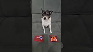 Patriots vs Bengals nfl nflfootball nflpredictions newenglandpatriots cincinnatibengals dog [upl. by Ettenahs170]