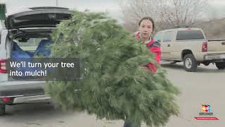 Live Christmas Tree disposal at Solid Waste District [upl. by Lamberto]