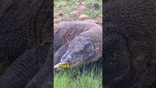 Digestion Process in Komodo Dragons komodo video shorts animals [upl. by Fullerton]