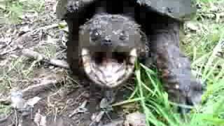 AGGRESSIVE snapping turtle Dont blink at 100 [upl. by Esemaj]