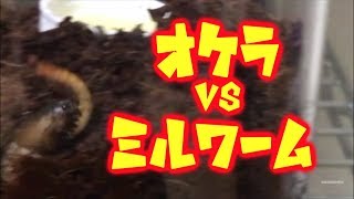 オケラさんにミルワームを与えてみた結果 Mole Cricketgryllotalpa gryllotalpa vs Mealworm [upl. by Gilleod]