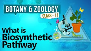 What Is Biosynthetic Pathway  Biochemistry of Cell  Biology Class 11 [upl. by Eirallam]