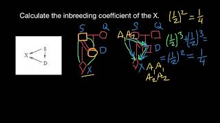 Three methods of Inbreeding calculations [upl. by Nylissej253]