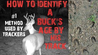 Deer Hunting  How to Tell a Buck Track from a Doe Track [upl. by Dione]