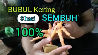 CARA MENYEMBUHKAN BUBUL KECILKERING pada 4y4m 3 hari sembuh [upl. by Aicillyhp]