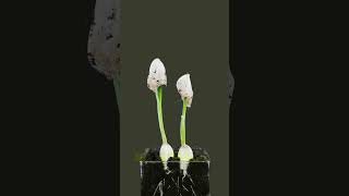 Time lapse of growing garlic cloves plants gardening relaxing [upl. by Hana36]